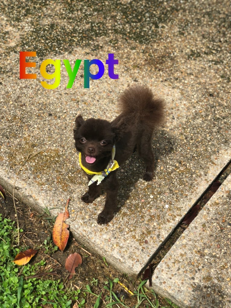 Egypt, a Pomeranian tested with EmbarkVet.com