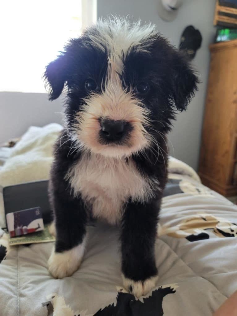 Lulu, a Saint Bernard and Old English Sheepdog mix tested with EmbarkVet.com