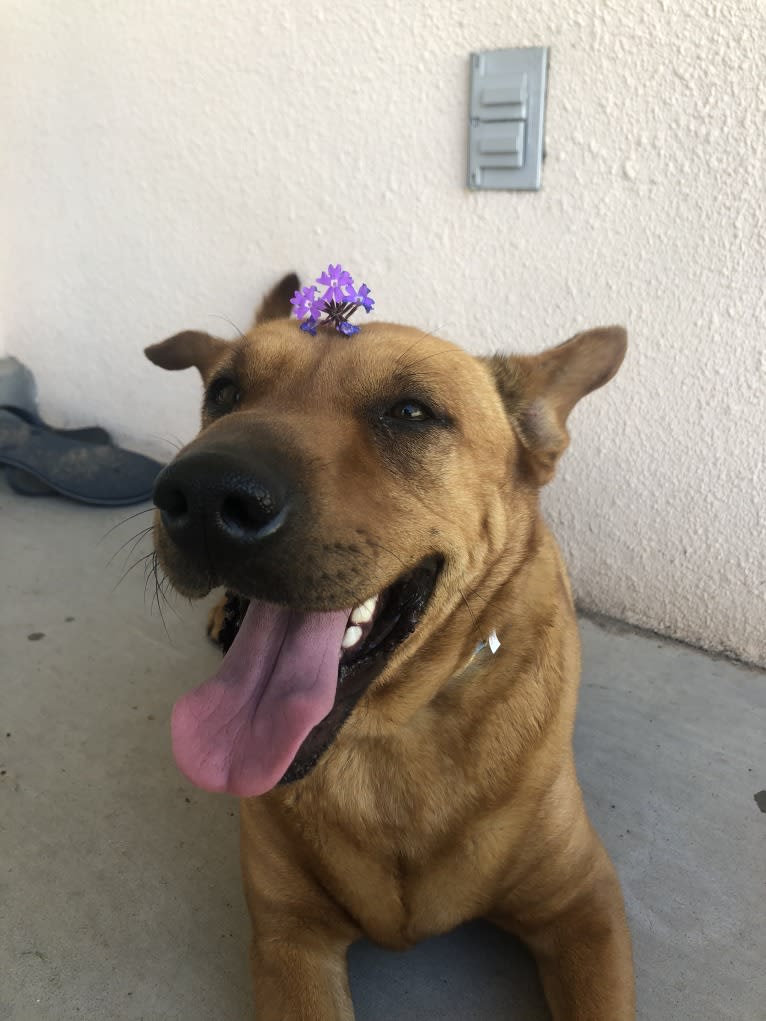 Reina, an Australian Cattle Dog and Chinese Shar-Pei mix tested with EmbarkVet.com