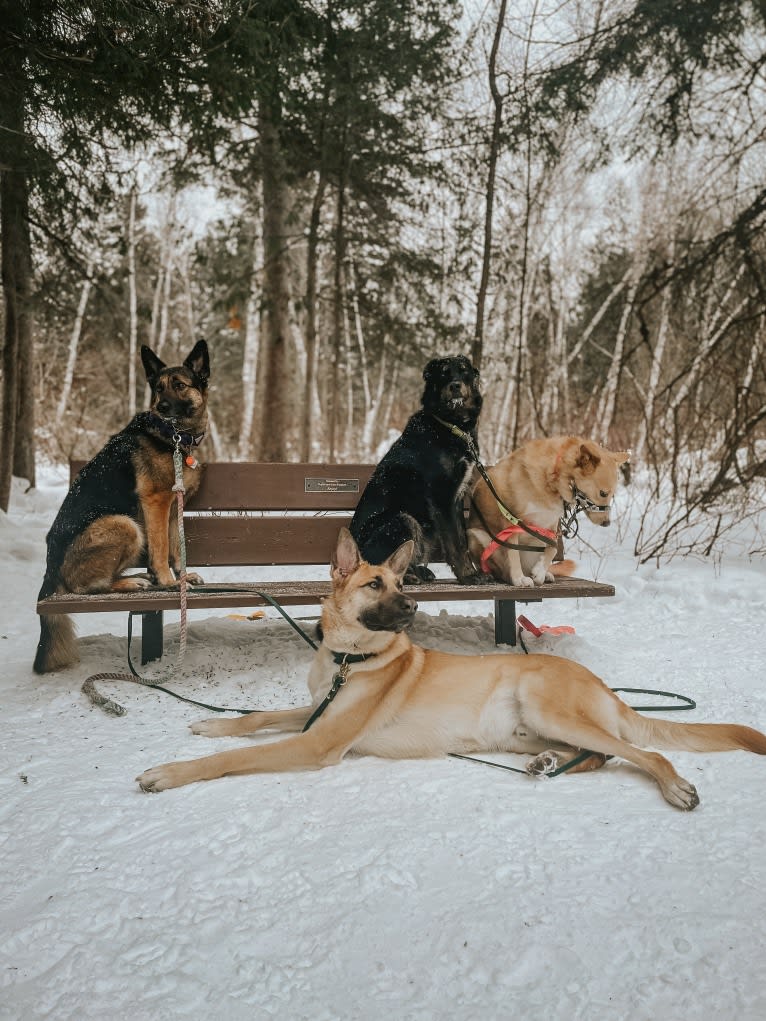 Enzo, a Siberian Husky and German Shepherd Dog mix tested with EmbarkVet.com