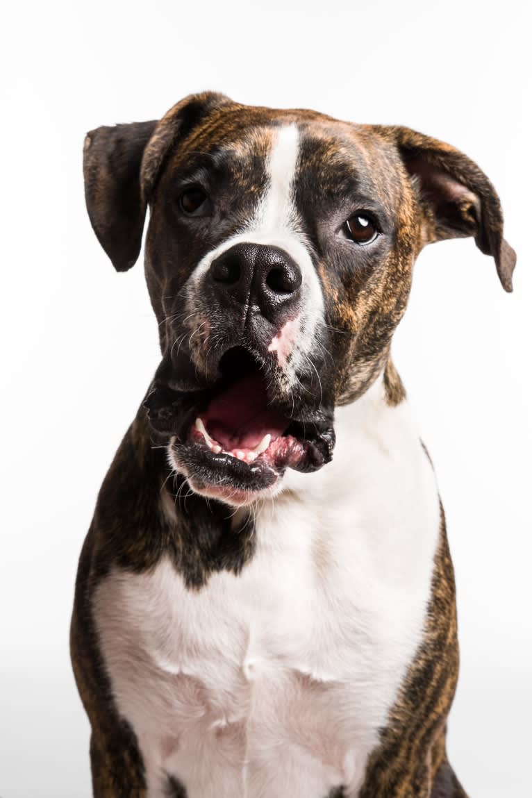 Buddy, a Boxer and Norwegian Elkhound mix tested with EmbarkVet.com