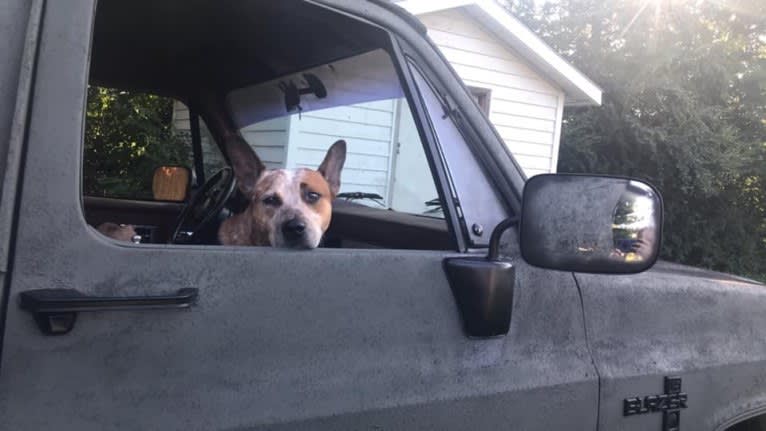 Frost, an Australian Cattle Dog tested with EmbarkVet.com