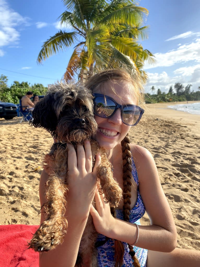 Dakota, a Shihpoo tested with EmbarkVet.com