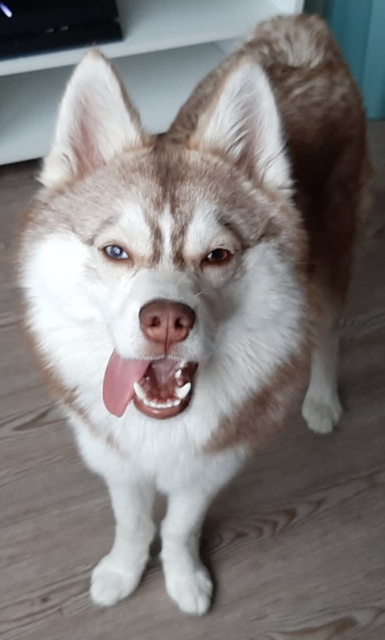 Simba, a Siberian Husky and Pomeranian mix tested with EmbarkVet.com