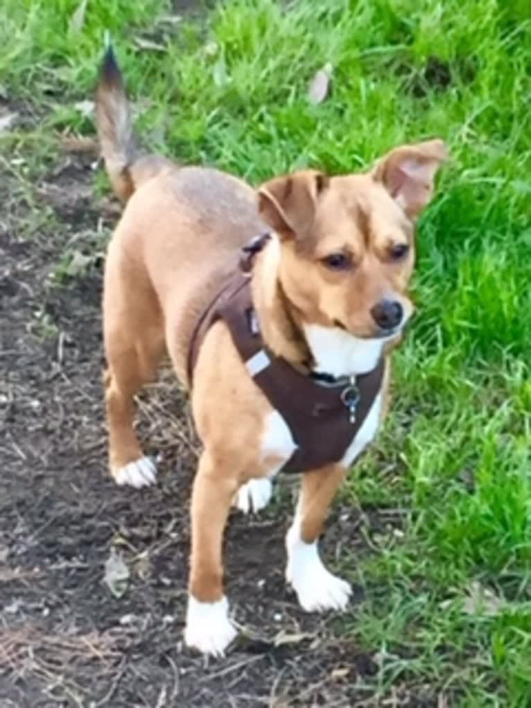 Jack, a Chihuahua and Shih Tzu mix tested with EmbarkVet.com