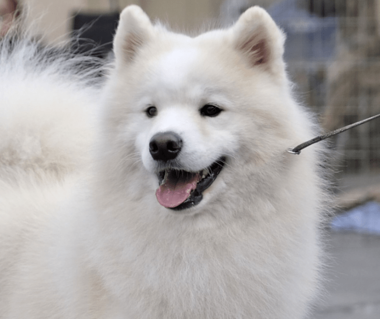 Camelot, a Samoyed tested with EmbarkVet.com