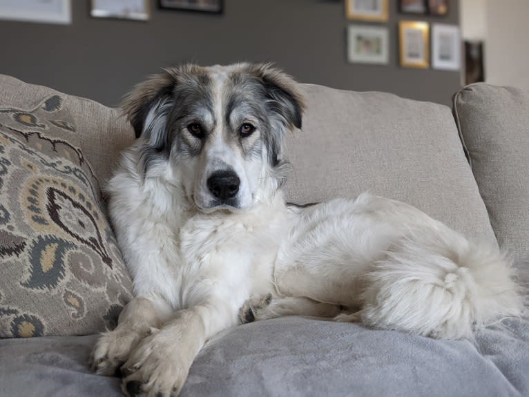 Peggy, a Great Pyrenees and Maremma Sheepdog mix tested with EmbarkVet.com