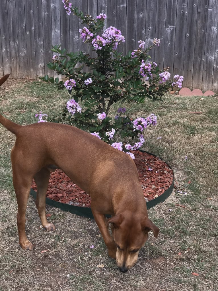 Cooper, an American Pit Bull Terrier and Boxer mix tested with EmbarkVet.com