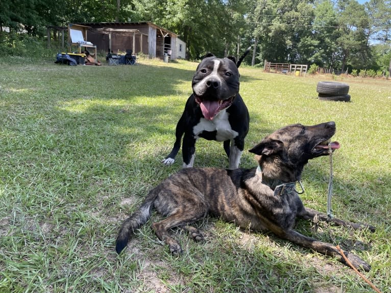 Hex, an American Bully tested with EmbarkVet.com