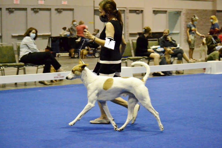 Banbury Cross Berlin, a Carolina Dog tested with EmbarkVet.com