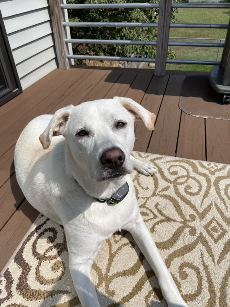 Maizee, a Great Pyrenees and German Shepherd Dog mix tested with EmbarkVet.com