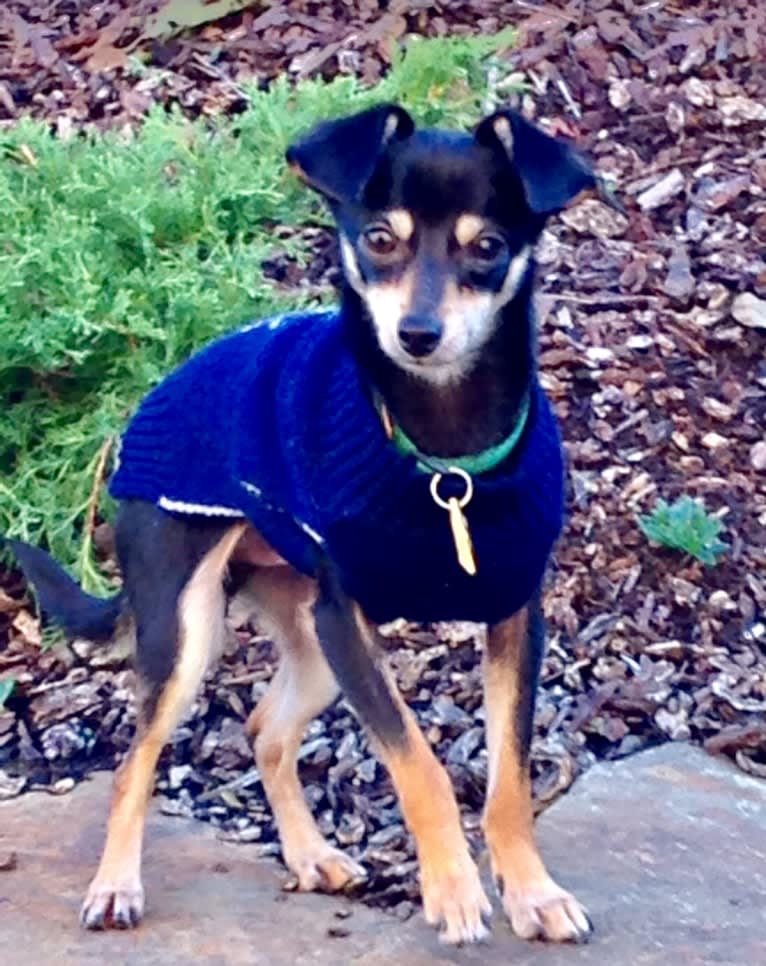 Jake, a Chihuahua and Dachshund mix tested with EmbarkVet.com