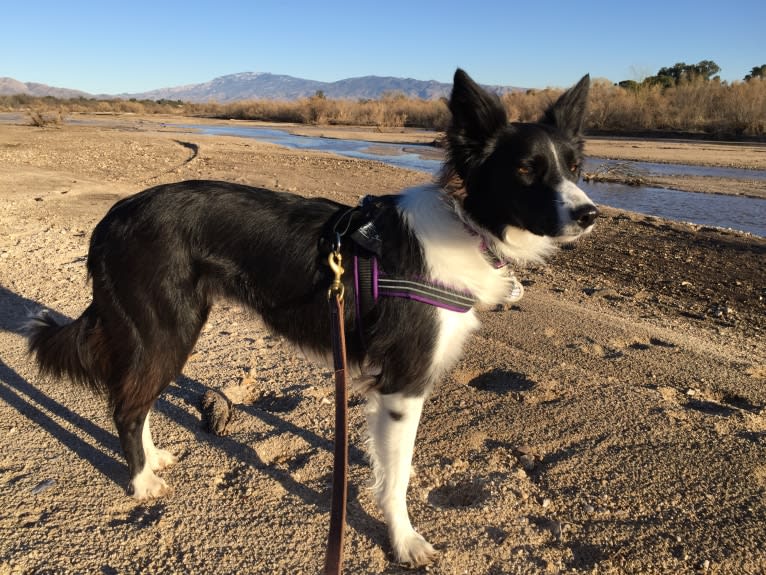 Riley, a Border Collie and German Shepherd Dog mix tested with EmbarkVet.com