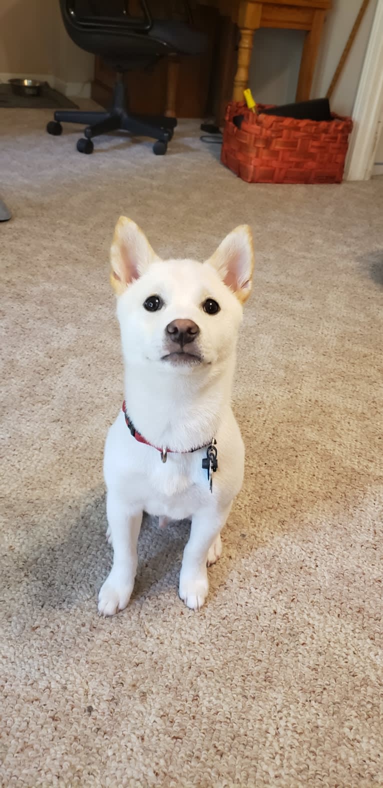 Koromaru, a Shiba Inu tested with EmbarkVet.com