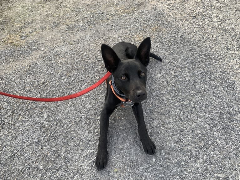 Westin, an Australian Cattle Dog and American Pit Bull Terrier mix tested with EmbarkVet.com