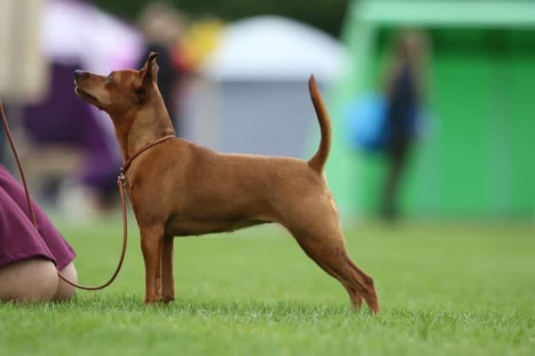 Grace, a Miniature Pinscher tested with EmbarkVet.com