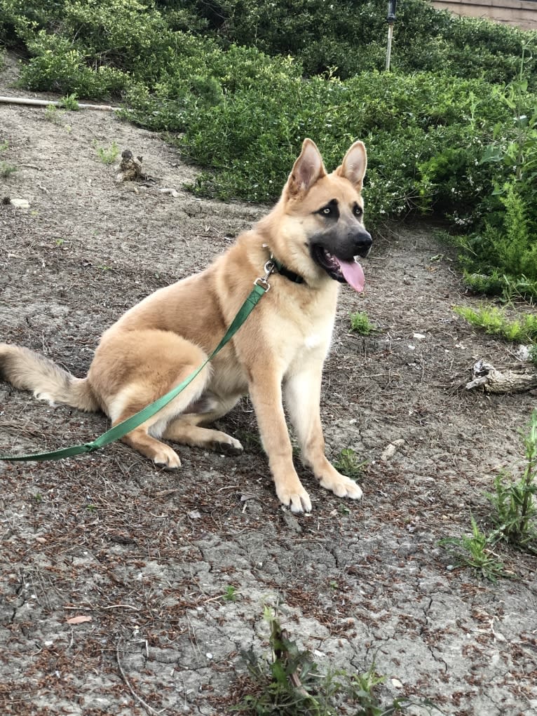 Boban, a German Shepherd Dog and Great Pyrenees mix tested with EmbarkVet.com