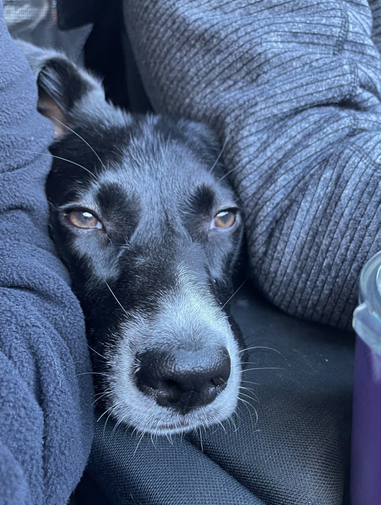 Rosie, a Labrador Retriever and Siberian Husky mix tested with EmbarkVet.com