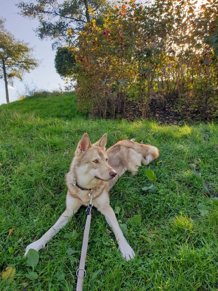 Indy (Roku), a Saarloos Wolfdog and Norwegian Elkhound mix tested with EmbarkVet.com