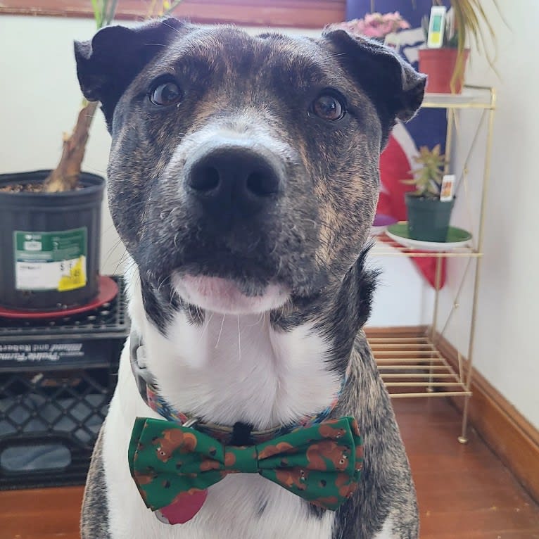 Latke, an American Pit Bull Terrier and Australian Cattle Dog mix tested with EmbarkVet.com