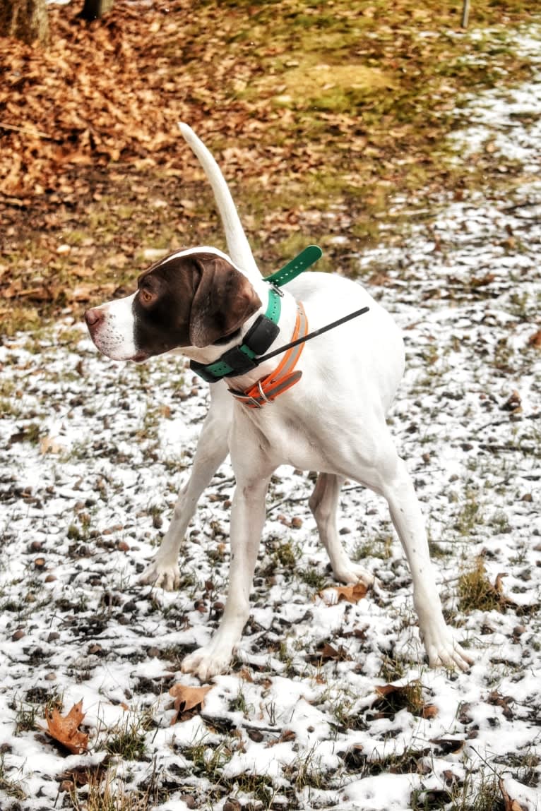 Barley, a Pointer tested with EmbarkVet.com