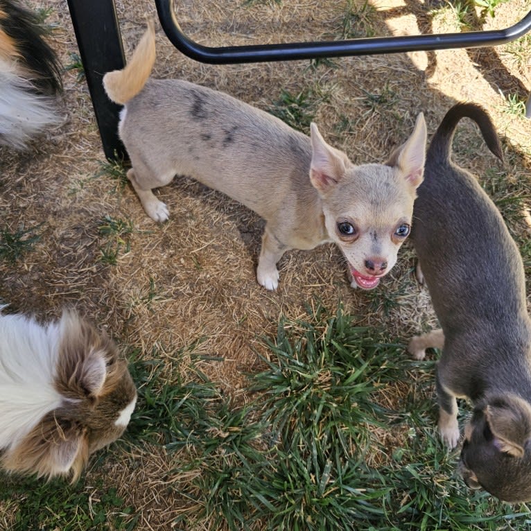 Piper, a Chihuahua tested with EmbarkVet.com