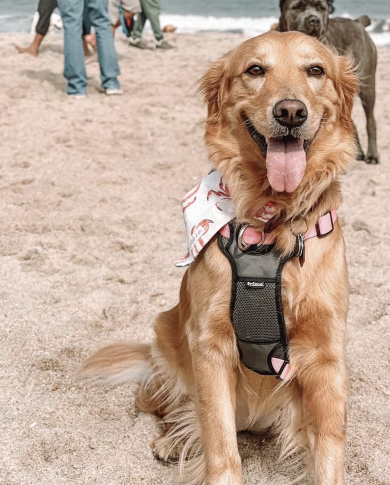 Marley, a Golden Retriever tested with EmbarkVet.com