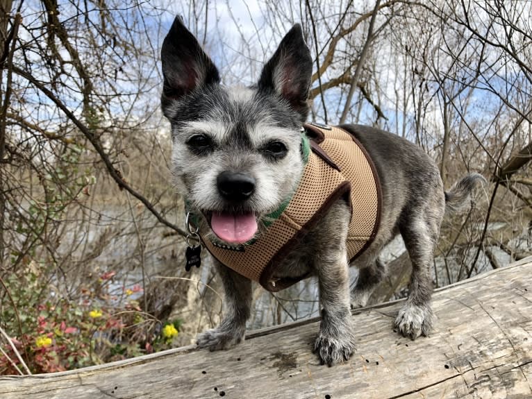 Pan, a Boston Terrier and Poodle (Small) mix tested with EmbarkVet.com