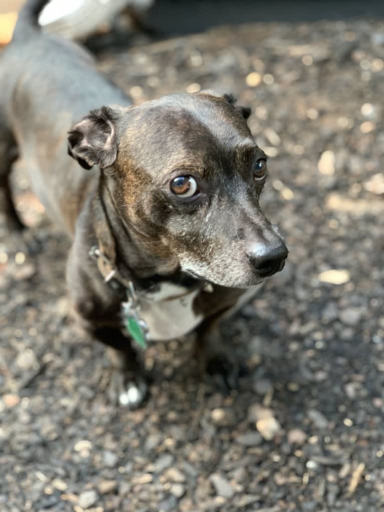 Bubba, a Dachshund and Boston Terrier mix tested with EmbarkVet.com