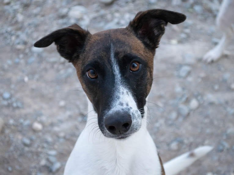 Lynx, a Whippet and Border Collie mix tested with EmbarkVet.com