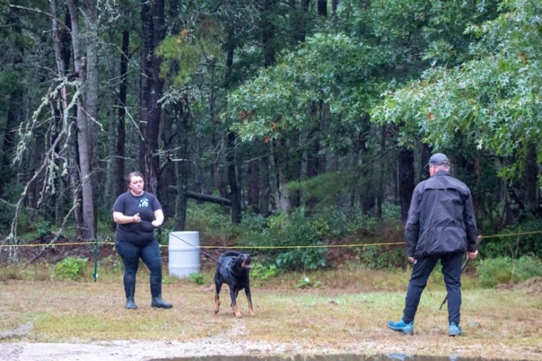 Kenai, a Beauceron tested with EmbarkVet.com