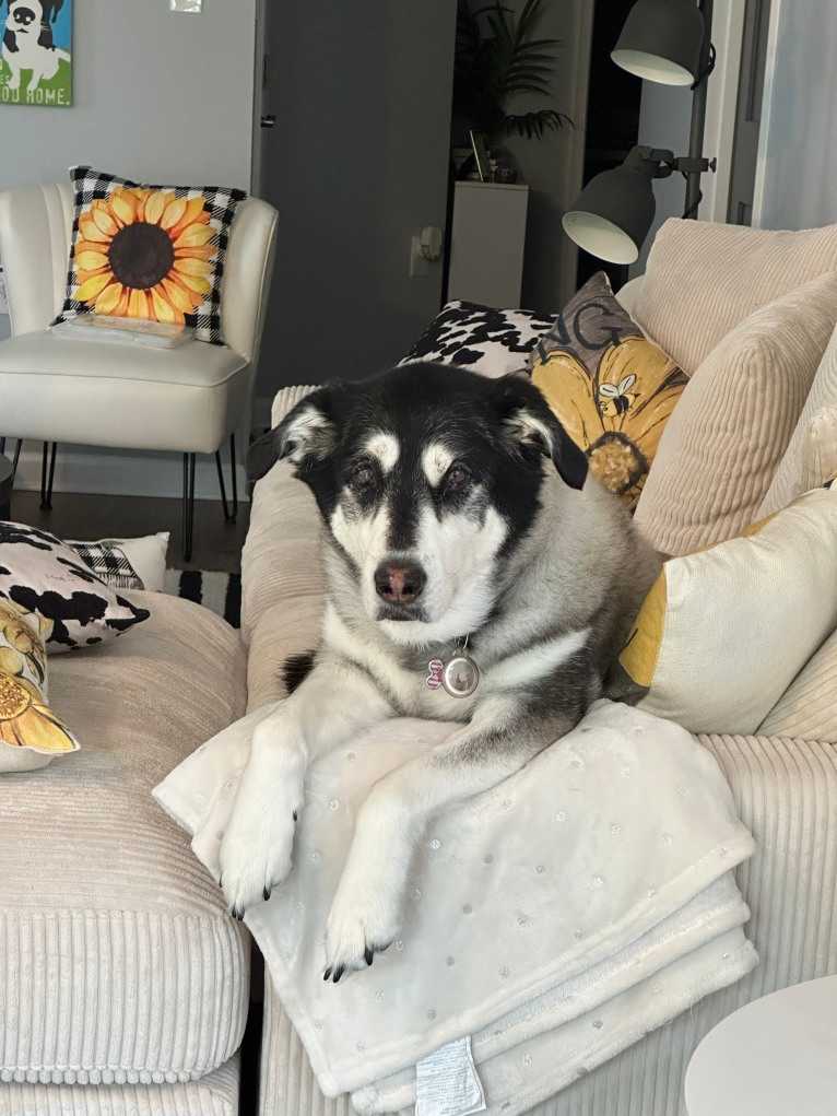 Keira, an Alaskan Malamute and Siberian Husky mix tested with EmbarkVet.com
