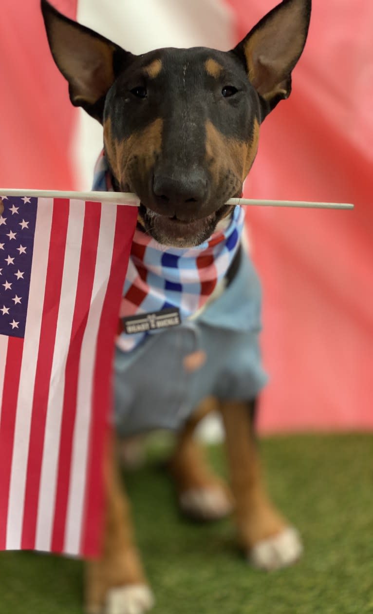 Barrington Sterling Edwards, a Bull Terrier tested with EmbarkVet.com