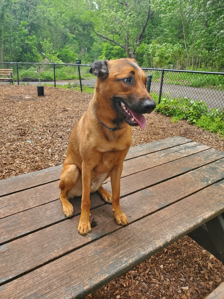 Vito, a Dutch Shepherd and Belgian Malinois mix tested with EmbarkVet.com