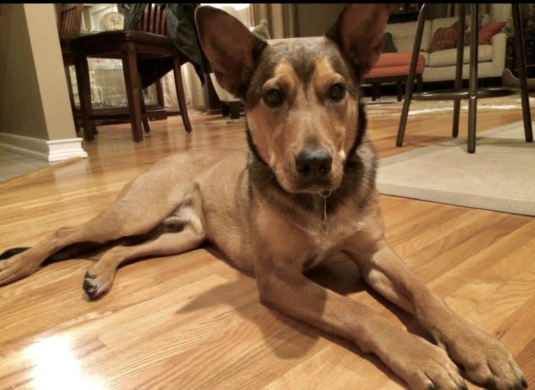 Chief, an Australian Cattle Dog and Mountain Cur mix tested with EmbarkVet.com