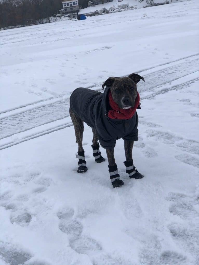 Mackey, an American Pit Bull Terrier tested with EmbarkVet.com