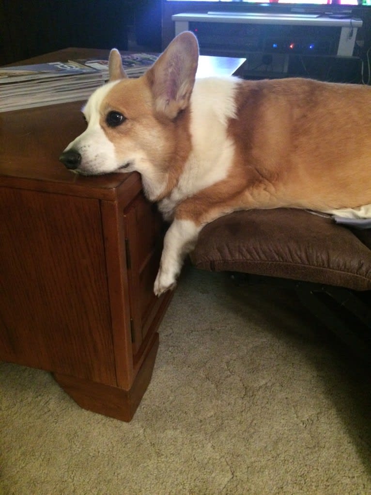 Clark, a Pembroke Welsh Corgi tested with EmbarkVet.com