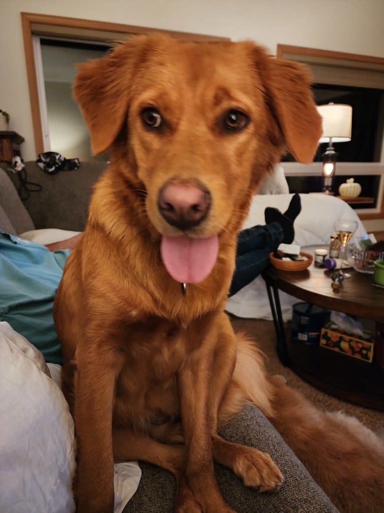 bella, a Melanesian Village Dog tested with EmbarkVet.com