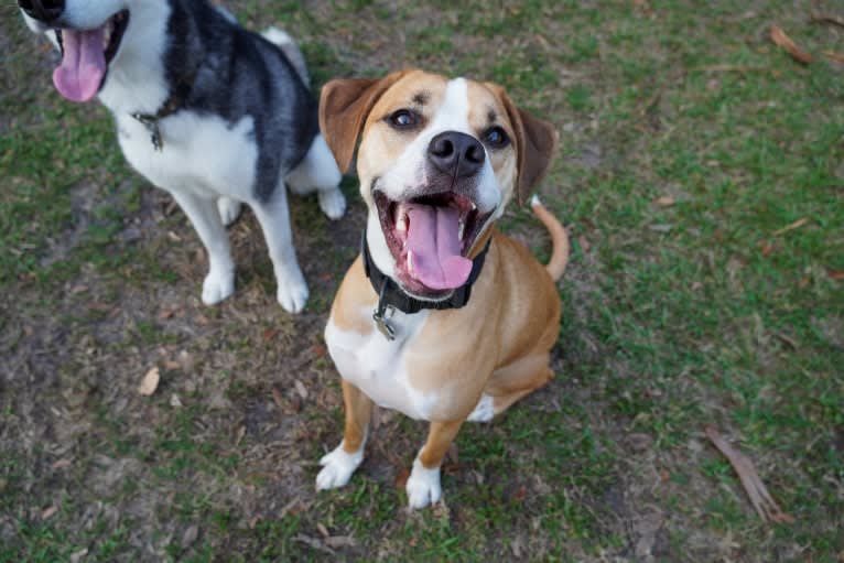 Dakota, an American Pit Bull Terrier and American Staffordshire Terrier mix tested with EmbarkVet.com