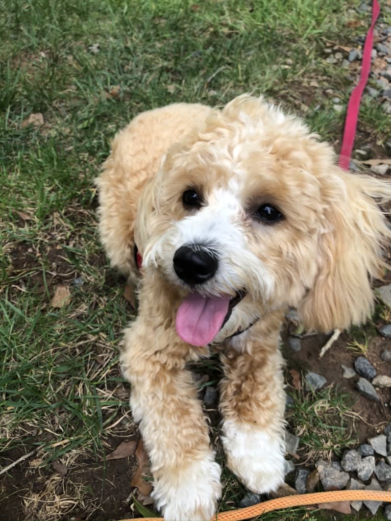 Scooter, a Poodle (Small) and Maltese mix tested with EmbarkVet.com