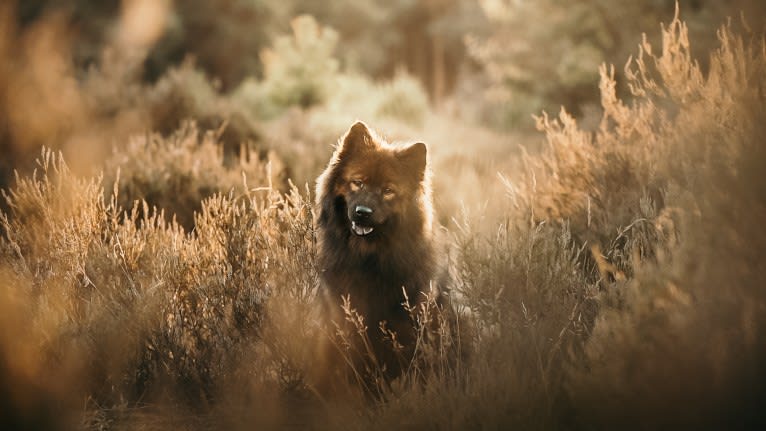 Albionspitz Kyoko, an Eurasier tested with EmbarkVet.com