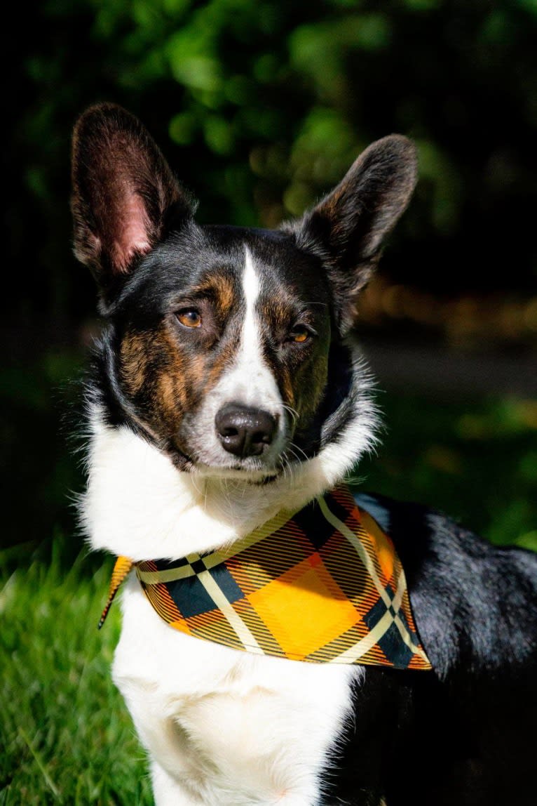 Quill, a Cardigan Welsh Corgi tested with EmbarkVet.com