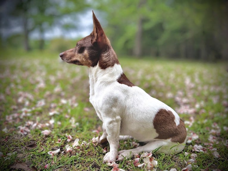 Ms Honey Graham, a Teddy Roosevelt Terrier tested with EmbarkVet.com