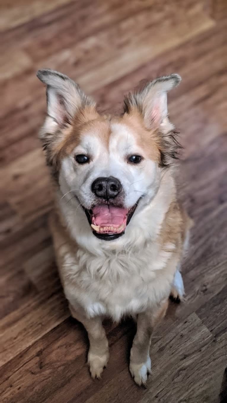 Chester, an American Eskimo Dog and Chow Chow mix tested with EmbarkVet.com