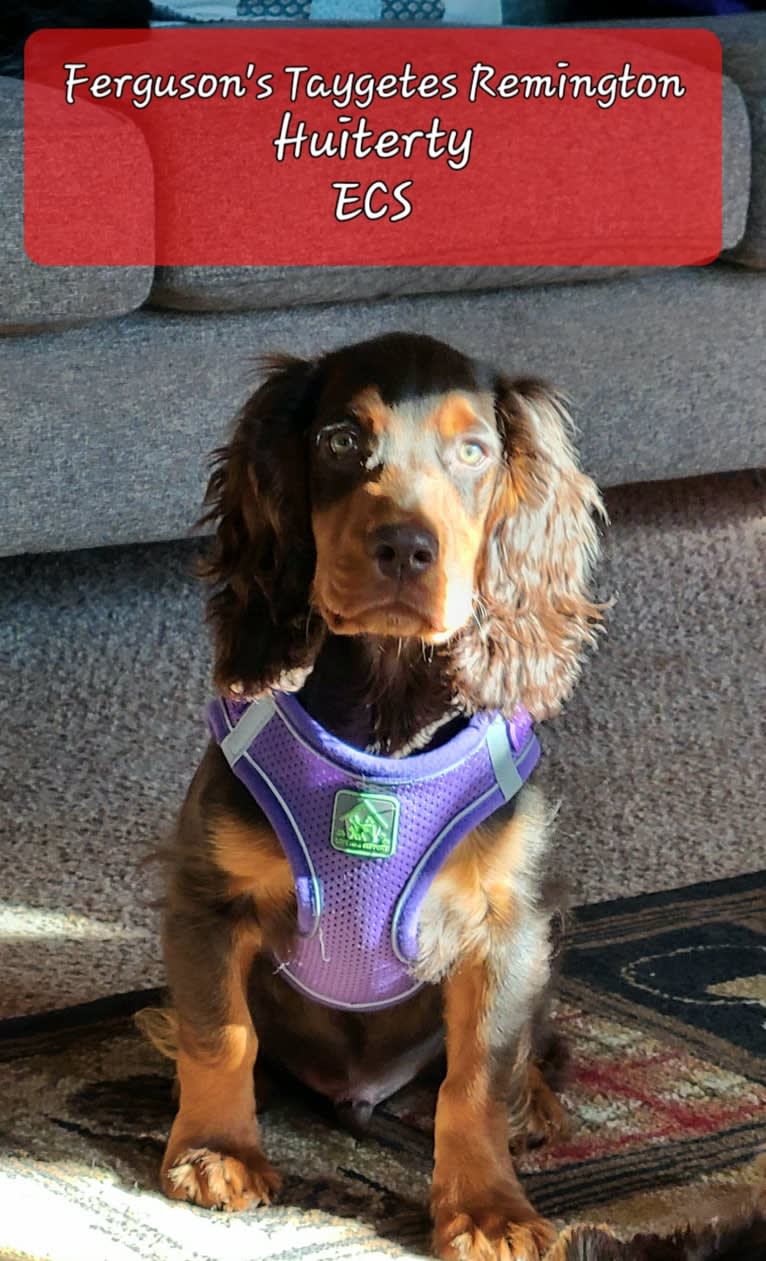 Remy, an English Cocker Spaniel (Working Type) and English Cocker Spaniel mix tested with EmbarkVet.com