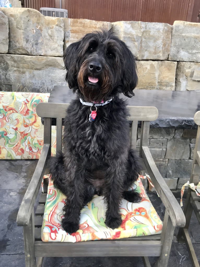 Bella, a Poodle (Standard) and Rhodesian Ridgeback mix tested with EmbarkVet.com