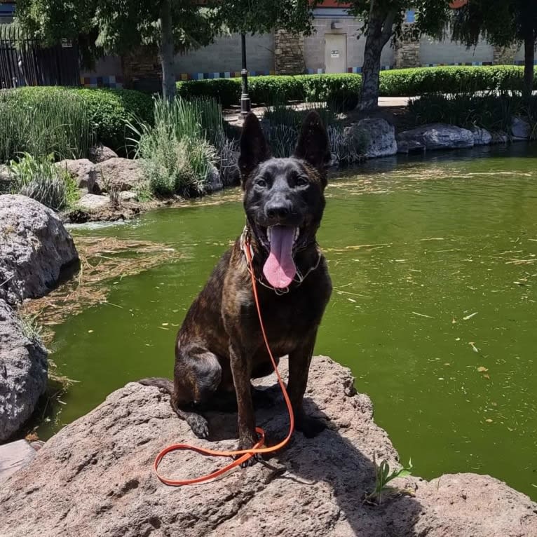 Static, a Dutch Shepherd tested with EmbarkVet.com