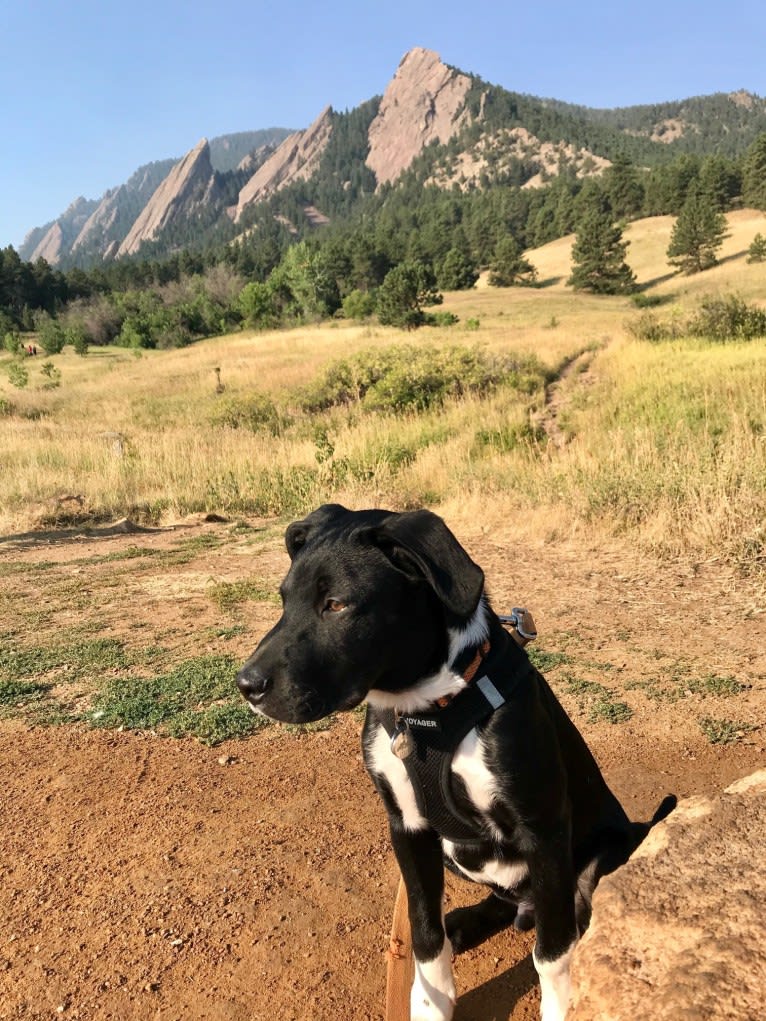 Ralph, an Australian Cattle Dog and American Pit Bull Terrier mix tested with EmbarkVet.com