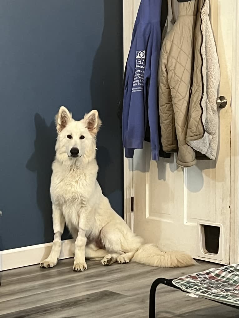 Zuko, a White Shepherd tested with EmbarkVet.com