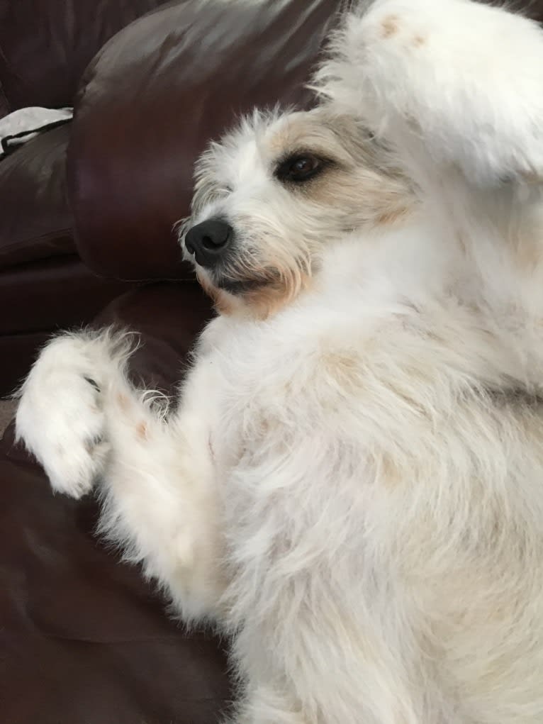 Rusty, a Great Pyrenees and Australian Cattle Dog mix tested with EmbarkVet.com